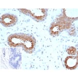 Immunohistochemistry - Anti-BAP1 Antibody [BAP1/6861R] - BSA and Azide free (A278669) - Antibodies.com