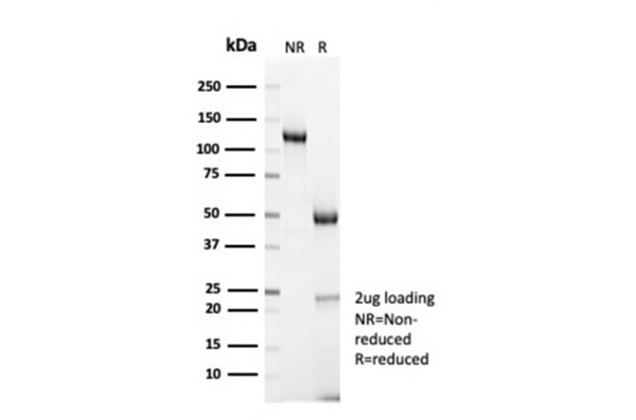 SDS-PAGE - Anti-Cyclin B1 Antibody [CCNB1/7030R] - BSA and Azide free (A278674) - Antibodies.com
