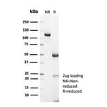 SDS-PAGE - Anti-Cyclin B1 Antibody [CCNB1/7030R] - BSA and Azide free (A278674) - Antibodies.com