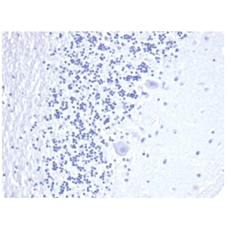 Immunohistochemistry - Anti-CD3 epsilon Antibody [C3e/4652R] - BSA and Azide free (A278675) - Antibodies.com