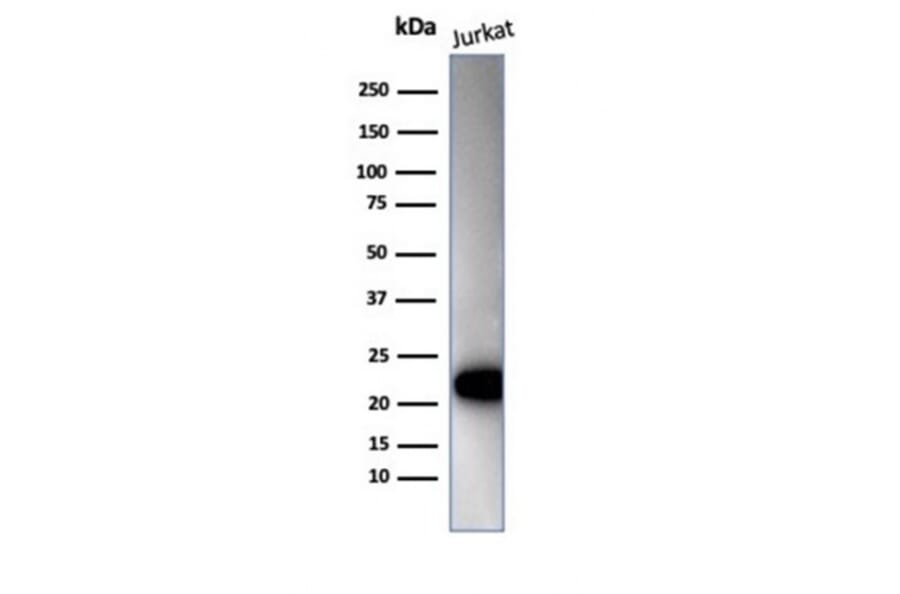 Western Blot - Anti-CD3 epsilon Antibody [C3e/4652R] - BSA and Azide free (A278675) - Antibodies.com