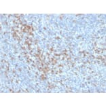 Immunohistochemistry - Anti-CD5 Antibody [C5/6438R] - BSA and Azide free (A278680) - Antibodies.com