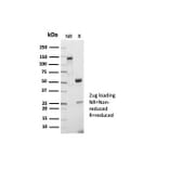 SDS-PAGE - Anti-CD5 Antibody [C5/7020R] - BSA and Azide free (A278681) - Antibodies.com