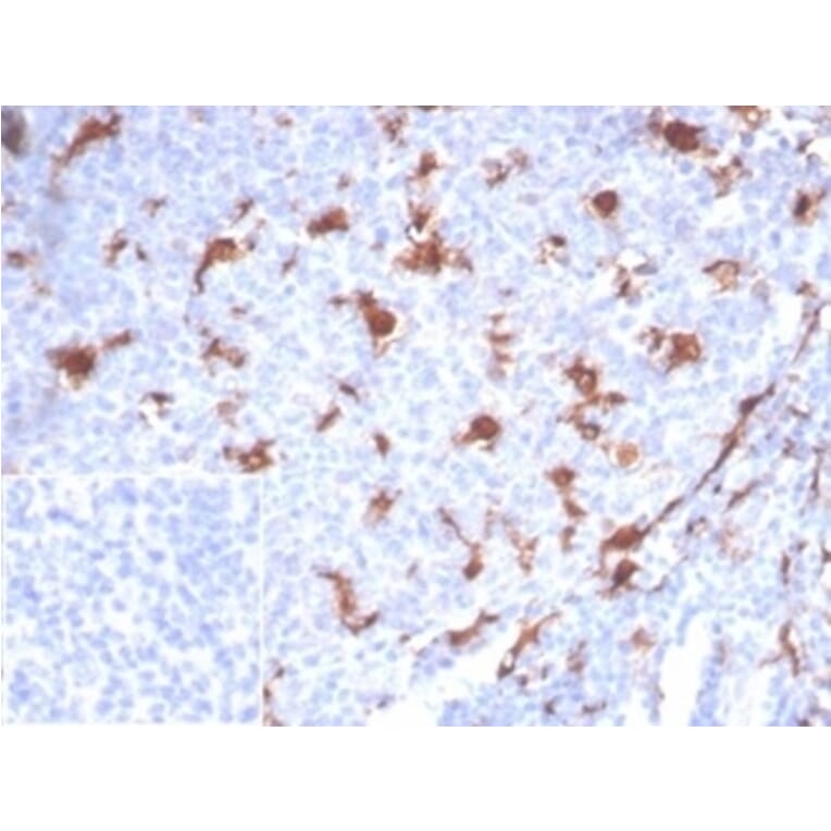 Immunohistochemistry - Anti-L-PLUNC Antibody [LPLUNC1/7059R] - BSA and Azide free (A278683) - Antibodies.com