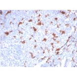 Immunohistochemistry - Anti-L-PLUNC Antibody [LPLUNC1/7059R] - BSA and Azide free (A278683) - Antibodies.com