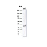 Western Blot - Anti-CD20 Antibody [IGEL/7015R] - BSA and Azide free (A278685) - Antibodies.com