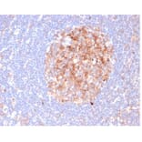 Immunohistochemistry - Anti-CD86 Antibody [C86/6500R] - BSA and Azide free (A278686) - Antibodies.com