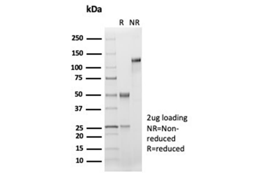 SDS-PAGE - Anti-CD33 Antibody [SIGLEC3/7046R] - BSA and Azide free (A278687) - Antibodies.com