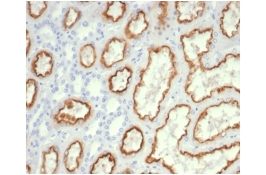 Immunohistochemistry - Anti-CDC20 Antibody [CDC20/7026R] - BSA and Azide free (A278691) - Antibodies.com