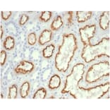 Immunohistochemistry - Anti-CDC20 Antibody [CDC20/7026R] - BSA and Azide free (A278691) - Antibodies.com