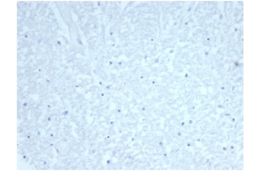 Immunohistochemistry - Anti-CDC20 Antibody [CDC20/7026R] - BSA and Azide free (A278691) - Antibodies.com