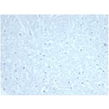 Immunohistochemistry - Anti-CDC20 Antibody [CDC20/7026R] - BSA and Azide free (A278691) - Antibodies.com
