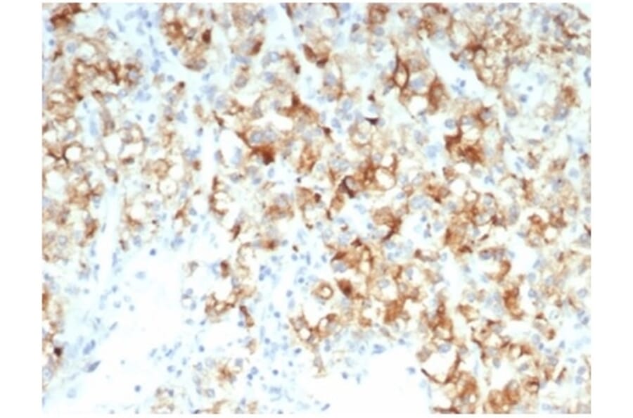 Immunohistochemistry - Anti-CDC20 Antibody [CDC20/7026R] - BSA and Azide free (A278691) - Antibodies.com