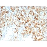 Immunohistochemistry - Anti-CDC20 Antibody [CDC20/7026R] - BSA and Azide free (A278691) - Antibodies.com
