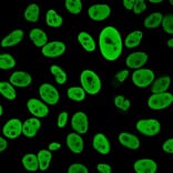 Immunofluorescence - Anti-Human Nuclear Antigen Antibody [235-1R] - BSA and Azide free (A278695) - Antibodies.com