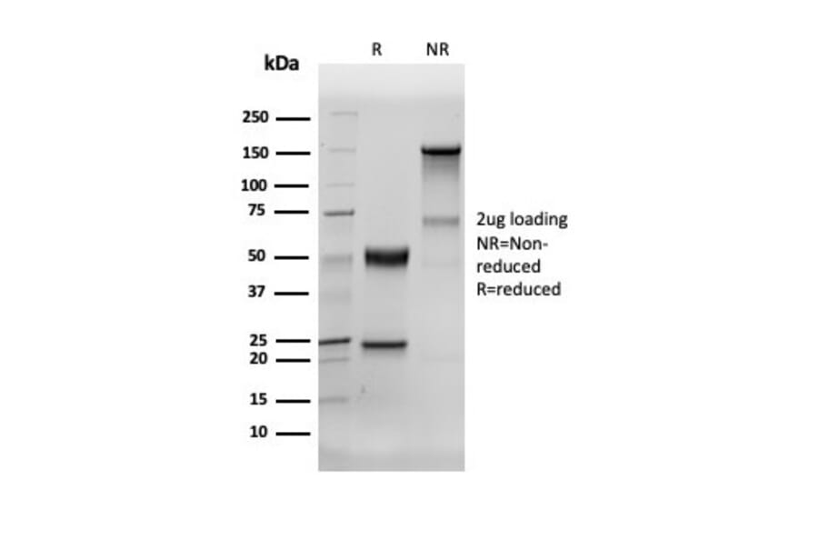 SDS-PAGE - Anti-Human Nuclear Antigen Antibody [235-1R] - BSA and Azide free (A278695) - Antibodies.com