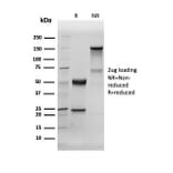 SDS-PAGE - Anti-Human Nuclear Antigen Antibody [235-1R] - BSA and Azide free (A278695) - Antibodies.com