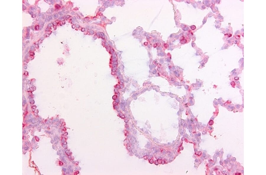 Immunohistochemistry - Anti-Surfactant Protein D / SP-D Antibody [1.7] (A278700) - Antibodies.com