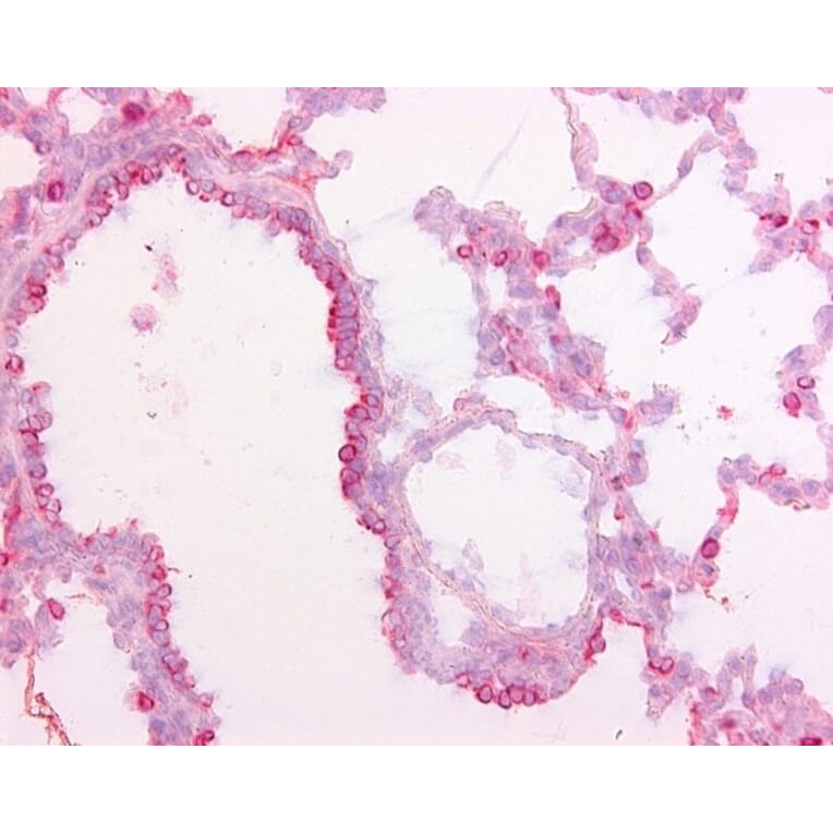 Immunohistochemistry - Anti-Surfactant Protein D / SP-D Antibody [1.7] (A278700) - Antibodies.com