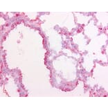 Immunohistochemistry - Anti-Surfactant Protein D / SP-D Antibody [1.7] (A278700) - Antibodies.com