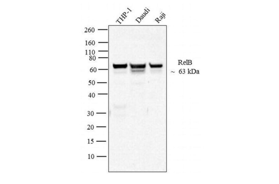 Western Blot - Anti-Rel B Antibody [17.3] (A278721) - Antibodies.com