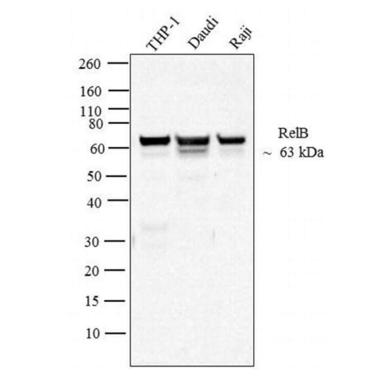 Western Blot - Anti-Rel B Antibody [17.3] (A278721) - Antibodies.com