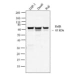 Western Blot - Anti-Rel B Antibody [17.3] (A278721) - Antibodies.com