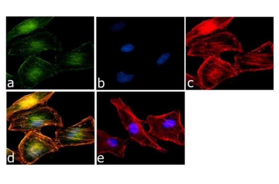 Immunofluorescence  - Anti-Rel B Antibody [17.3] (A278721) - Antibodies.com