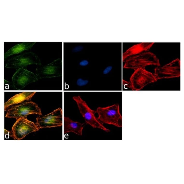 Immunofluorescence  - Anti-Rel B Antibody [17.3] (A278721) - Antibodies.com