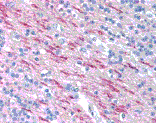 Immunohistochemistry - Anti-Myelin Basic Protein Antibody [22] (A278728) - Antibodies.com