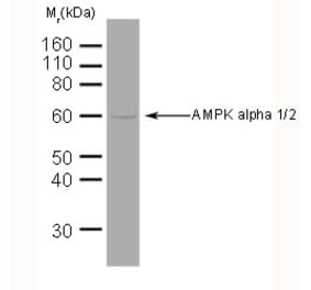 Western Blot - Anti-AMPK alpha 1 + AMPK alpha 2 Antibody [34.2] (A278734) - Antibodies.com