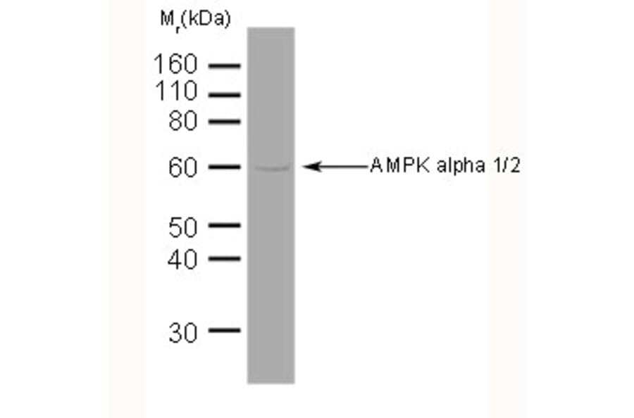Western Blot - Anti-AMPK alpha 1 + AMPK alpha 2 Antibody [34.2] (A278734) - Antibodies.com