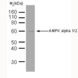 Western Blot - Anti-AMPK alpha 1 + AMPK alpha 2 Antibody [34.2] (A278734) - Antibodies.com