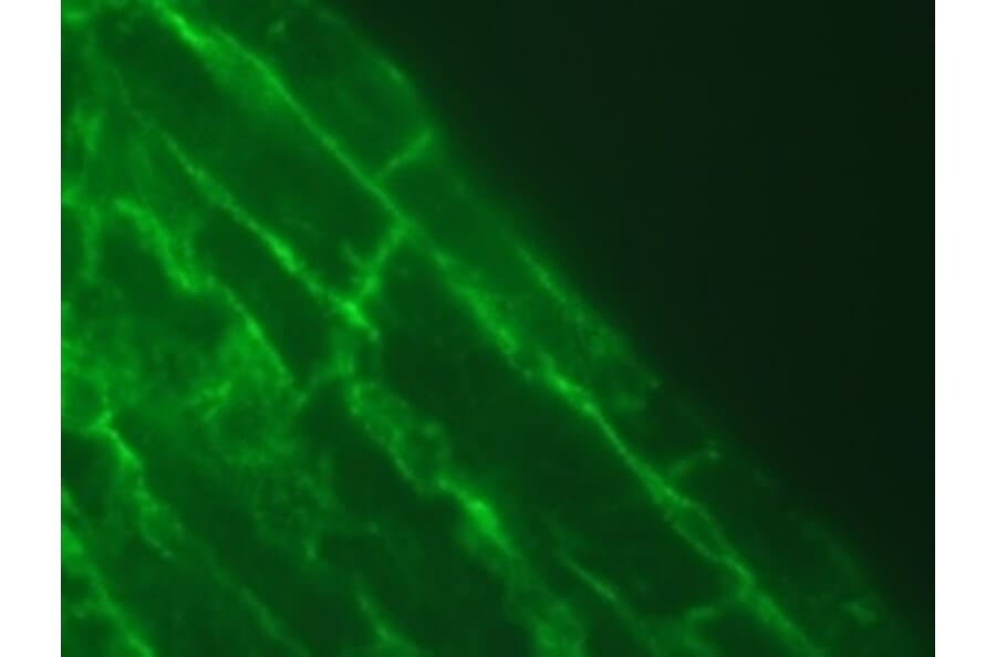 Immunohistochemistry - Anti-Talin 2 Antibody [53.8] (A278749) - Antibodies.com