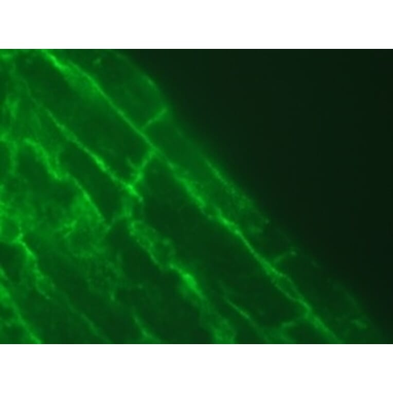 Immunohistochemistry - Anti-Talin 2 Antibody [53.8] (A278749) - Antibodies.com