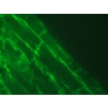 Immunohistochemistry - Anti-Talin 2 Antibody [53.8] (A278749) - Antibodies.com
