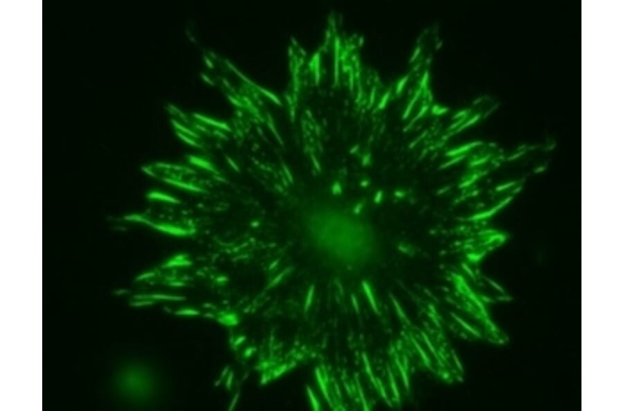 Immunohistochemistry - Anti-Talin 2 Antibody [53.8] (A278749) - Antibodies.com