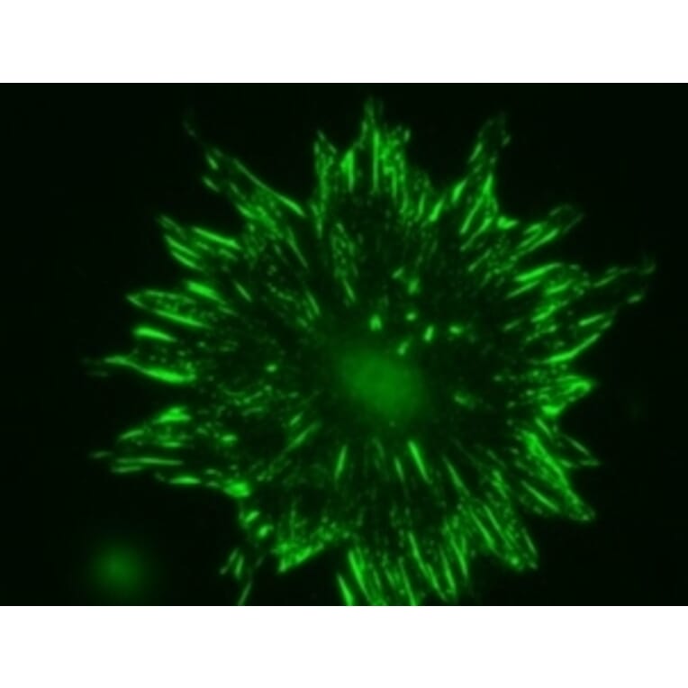 Immunohistochemistry - Anti-Talin 2 Antibody [53.8] (A278749) - Antibodies.com
