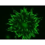 Immunohistochemistry - Anti-Talin 2 Antibody [53.8] (A278749) - Antibodies.com