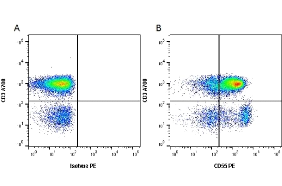Flow Cytometry - Anti-CD55 Antibody [67] (PE) (A278753) - Antibodies.com