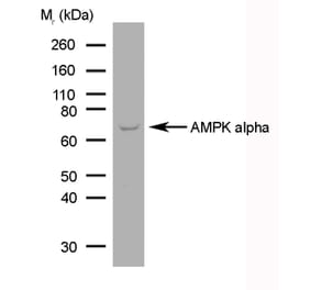 SDS-PAGE - Anti-AMPK alpha 1 + AMPK alpha 2 Antibody [84.1] (A278763) - Antibodies.com