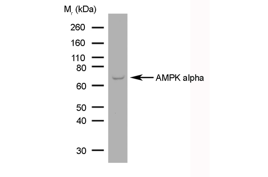 SDS-PAGE - Anti-AMPK alpha 1 + AMPK alpha 2 Antibody [84.1] (A278763) - Antibodies.com
