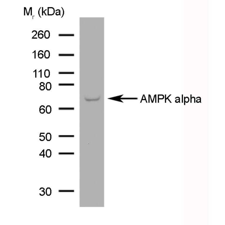 SDS-PAGE - Anti-AMPK alpha 1 + AMPK alpha 2 Antibody [84.1] (A278763) - Antibodies.com