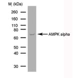 SDS-PAGE - Anti-AMPK alpha 1 + AMPK alpha 2 Antibody [84.1] (A278763) - Antibodies.com