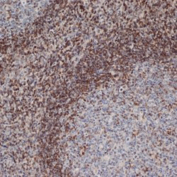 Flow Cytometry - Anti-Bcl-2 Antibody [100] (A278770) - Antibodies.com