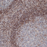 Flow Cytometry - Anti-Bcl-2 Antibody [100] (A278770) - Antibodies.com