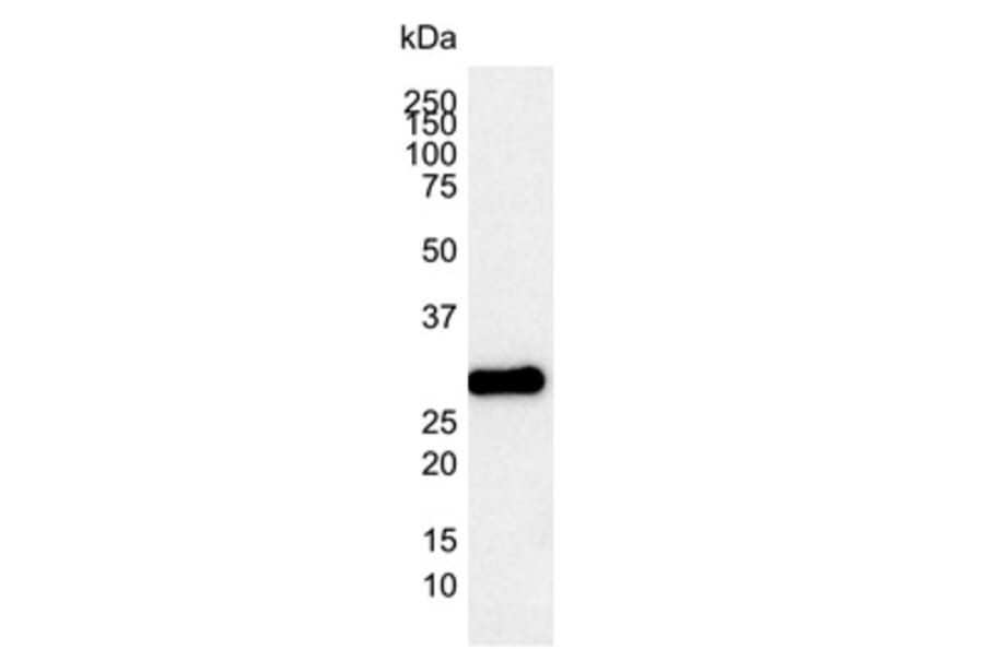 Western Blot - Anti-Bcl-2 Antibody [100] (A278770) - Antibodies.com