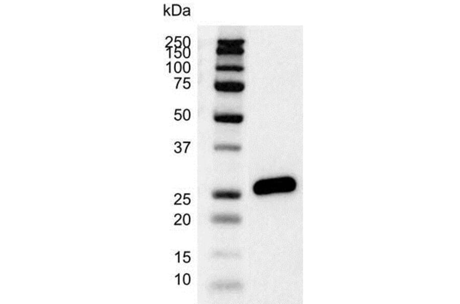 Western Blot - Anti-Bcl-2 Antibody [100] (A278770) - Antibodies.com