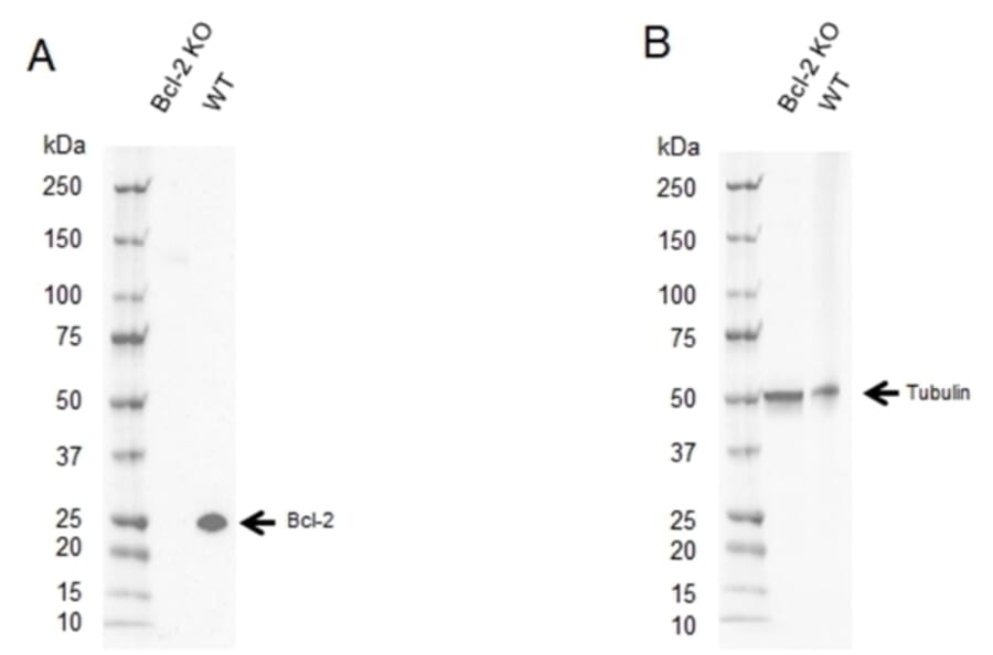 Western Blot - Anti-Bcl-2 Antibody [100] (A278770) - Antibodies.com