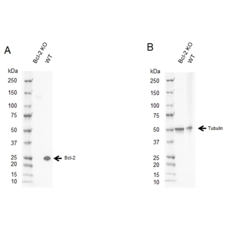 Western Blot - Anti-Bcl-2 Antibody [100] (A278770) - Antibodies.com